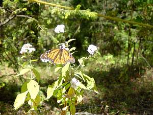 DSC02320 One butterfly.jpg